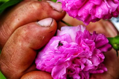 Close-up of insect on flower