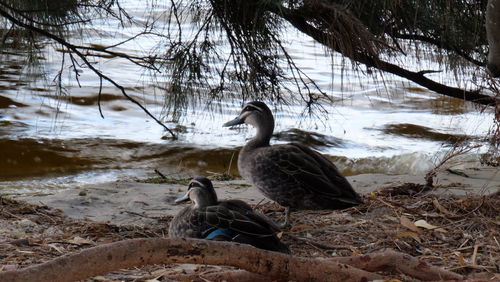 Mallard duck swimming on lake