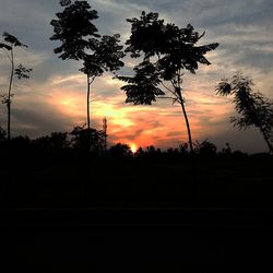 Silhouette of trees at sunset