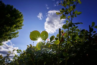 Low angle view of flowering plants against sky on sunny day