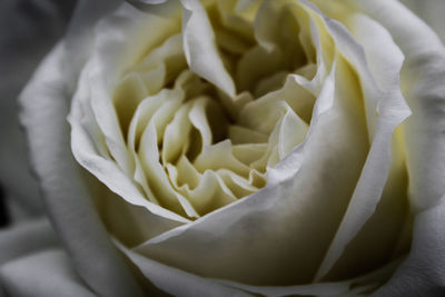 Close-up of white rose