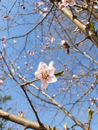 Low angle view of cherry blossom tree