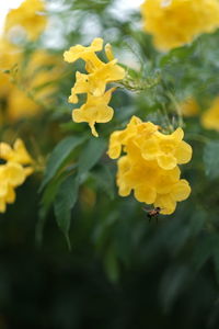 Close-up of yellow flowering plant