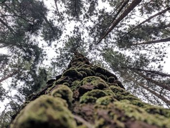 Low angle view of moss on tree trunk