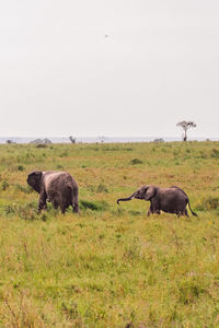 Elephant with cub on field