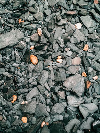 High angle view of orange leaves on rock