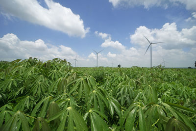 Plants growing on field against sky