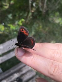 Close-up of butterfly on hand