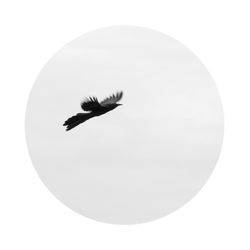 Close-up of a bird over white background