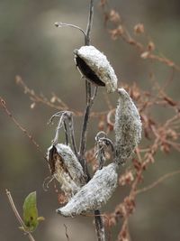 Close-up of dry plant during winter