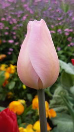 Close-up of flower blooming outdoors