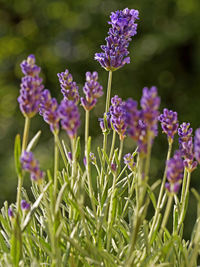 Close-up of purple flowers