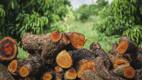 Stack of firewood against trees