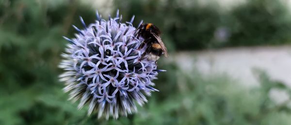 Close-up of bee on purple flower