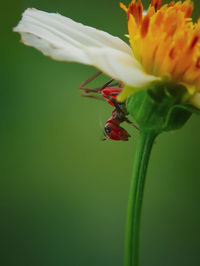 Close-up of insect on flower