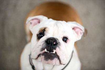 Close-up portrait of dog