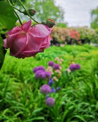 Close-up of pink flower in garden