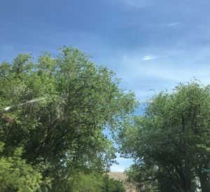 Low angle view of trees against sky