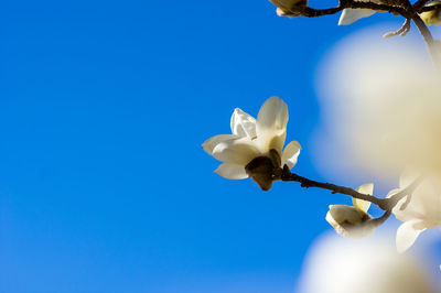 Low angle view of white flowering plant against clear blue sky