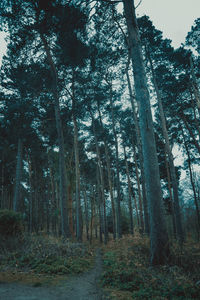 Trees against sky