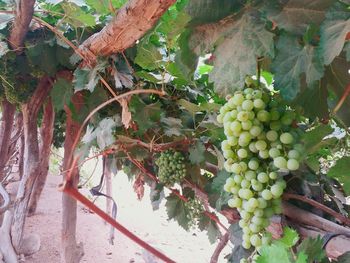 Close-up of grapes hanging on tree