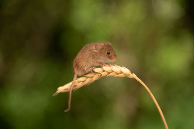 Close-up of bird perching on a plant