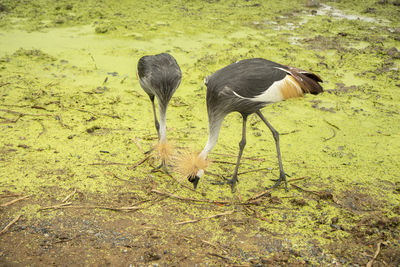 View of birds on field