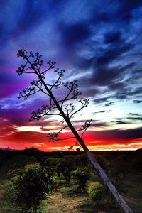 Silhouette of trees on field against cloudy sky