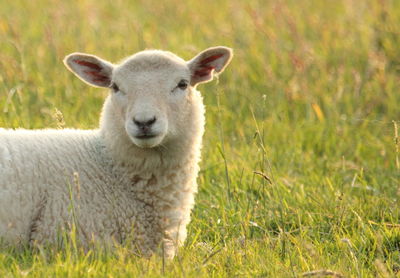 Sheep grazing on grassy field