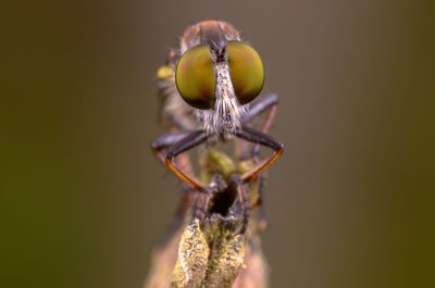 Close-up of insect