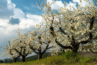 Cherry blossoms in spring against sky