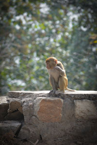 Monkey sitting on rock