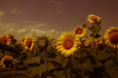 Close-up of yellow flowering plants against sky