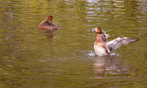Ducks swimming in lake