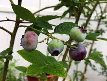 Close-up of fruits on tree