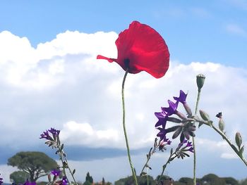 Close-up of red flowering plant against sky