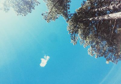 Low angle view of trees against clear blue sky