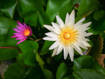 Close-up of water lily in pond