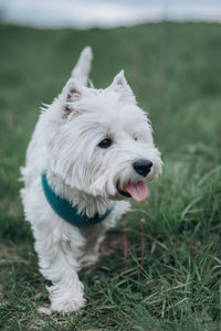 White dog on field