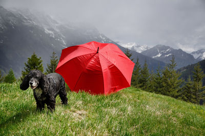 Dog on mountain range against sky