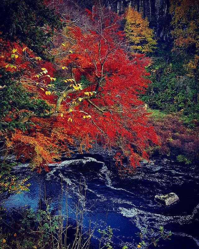 autumn, change, season, water, tranquility, tree, nature, orange color, beauty in nature, scenics, high angle view, tranquil scene, outdoors, forest, no people, non-urban scene, day, idyllic, growth, stream