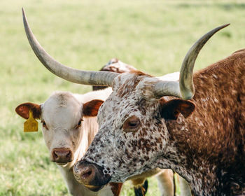 Close-up portrait of cow