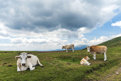 Sheep grazing in a field