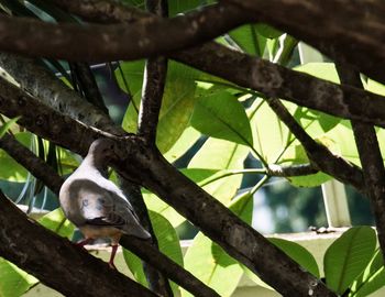 Low angle view of lizard on tree