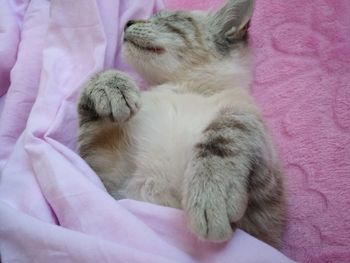 Close-up of cat sleeping on bed