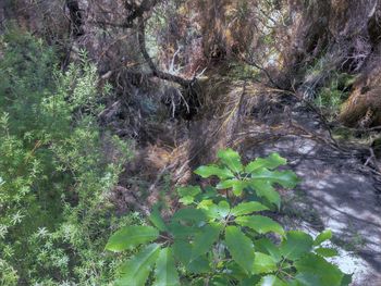 Trees growing in forest