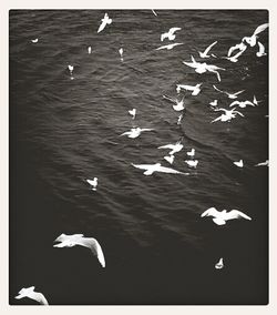 Birds flying over white background
