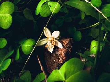 High angle view of flowering plant