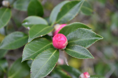 Close-up of pink rose on plant