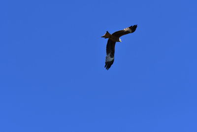 Low angle view of bird flying